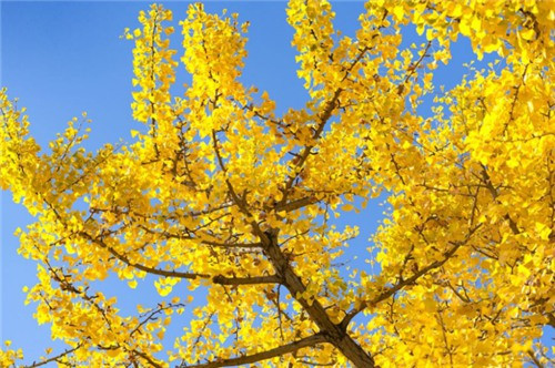 西安壽陽山墓園怎樣預(yù)約--如何預(yù)約西安壽陽山墓園