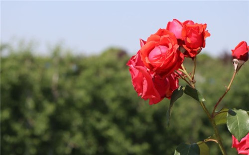 西安墓地大概多少錢-西安墓地行情如何？