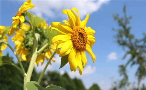 孝布的尺寸、黑紗的尺寸、孝牌的尺寸各是多少？