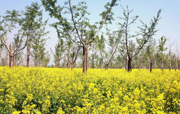 西安墓園價(jià)格走勢-西安墓園價(jià)格趨勢——市場波動的原因與預(yù)測