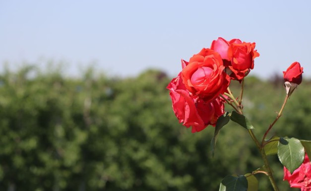 長安慈恩園公墓和霸陵墓園新區(qū)哪個更便宜