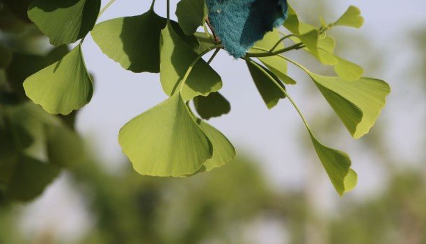 西安白鹿原公墓辦事處電話、地址