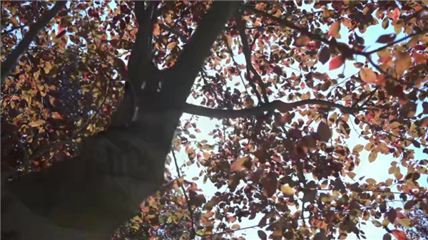 西安墓園哪里好？依山傍水-免費接送看墓