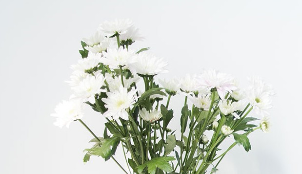 西安鳳凰嶺公墓介紹-電話、地址、公眾號(hào)-漢陵墓園